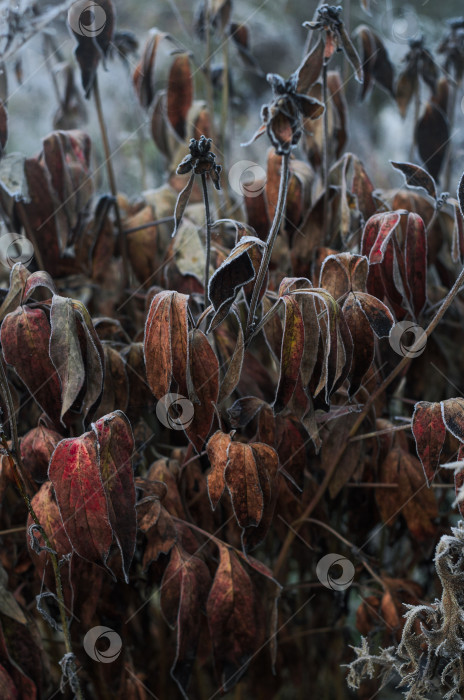 Скачать Иней на сухих листьях фотосток Ozero