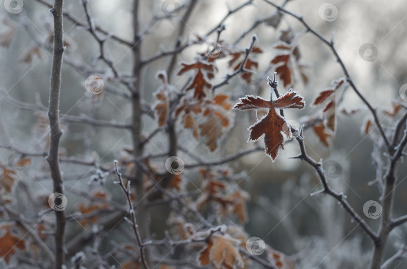 Скачать Иней на сухих резных листочках боярышника фотосток Ozero