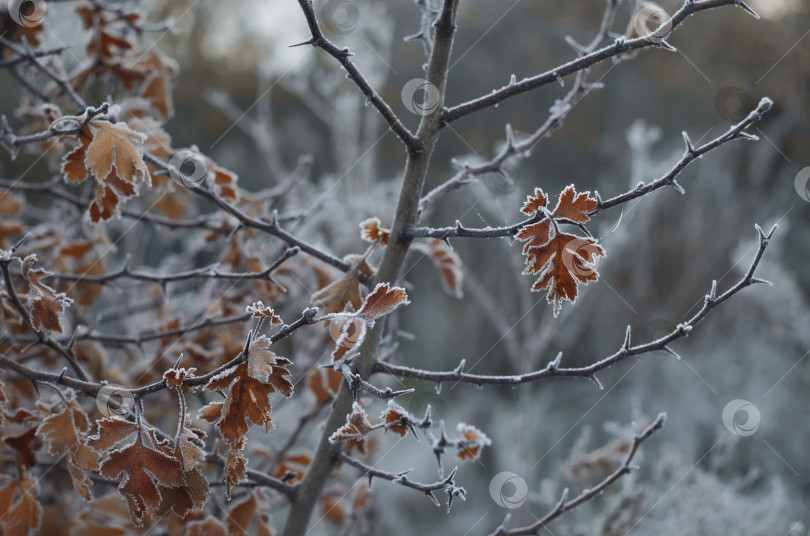 Скачать Иней на сухих резных листочках боярышника фотосток Ozero