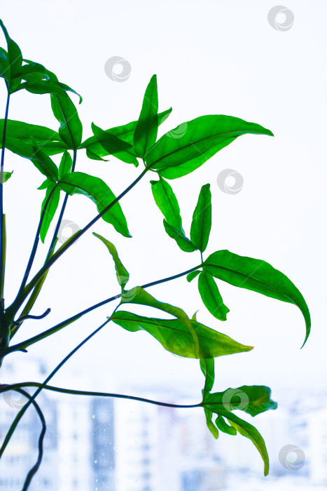 Скачать Зеленые листья комнатного растения на зимнем окне. фотосток Ozero