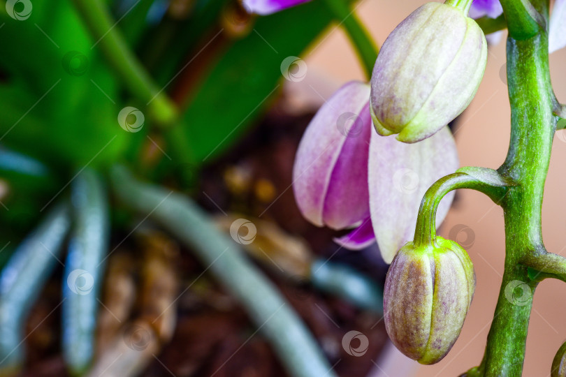 Скачать Распускающаяся орхидея. фотосток Ozero