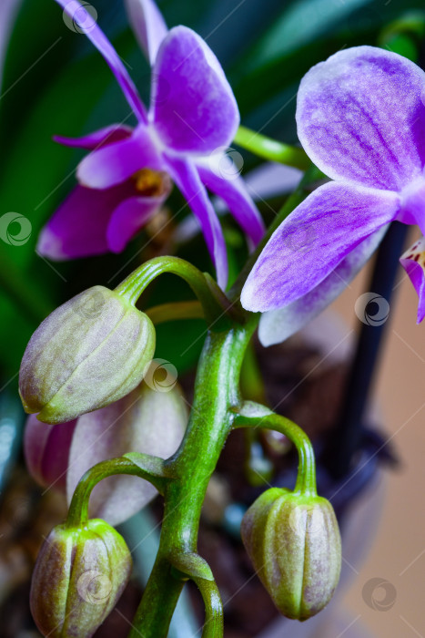 Скачать Орхидея распускается. фотосток Ozero
