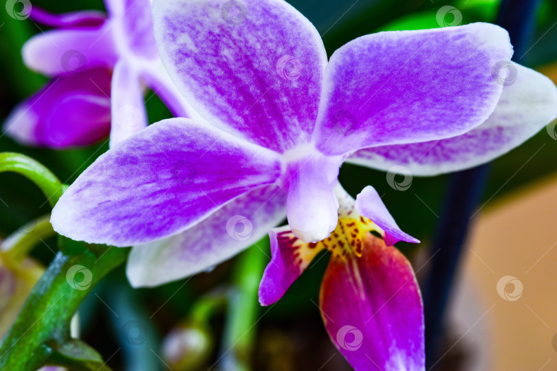 Скачать Фиолетовый цветок. фотосток Ozero