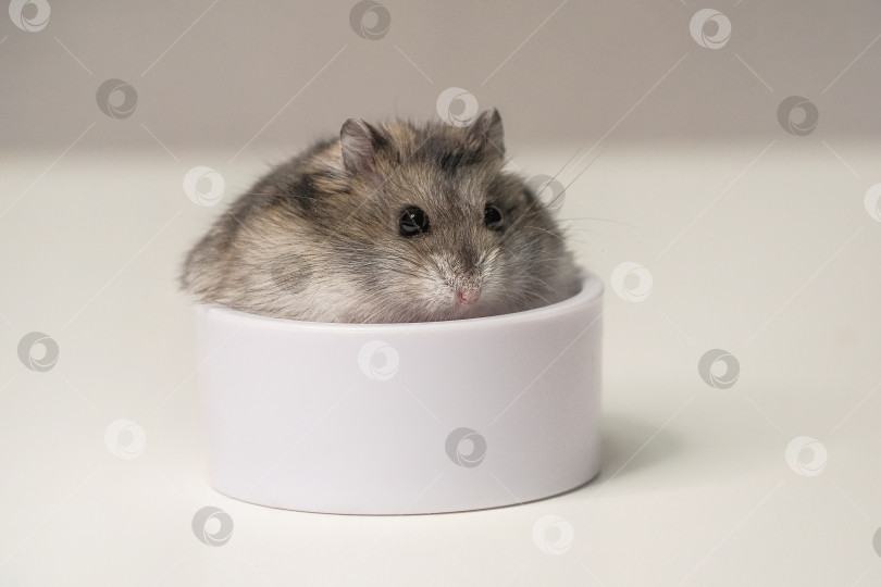 Скачать Забавный и пугливый хомячок сидит в белой миске. фотосток Ozero
