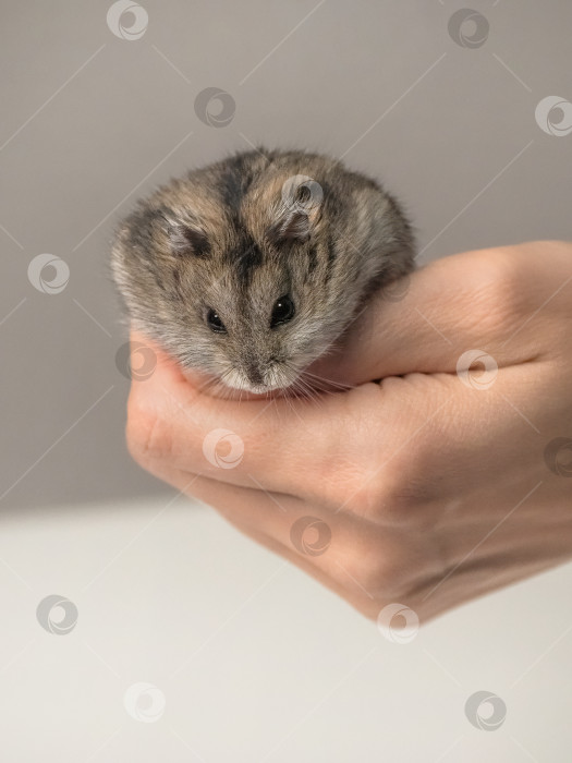 Скачать Домашний питомец джунгарского хомяка. Вид сверху. фотосток Ozero