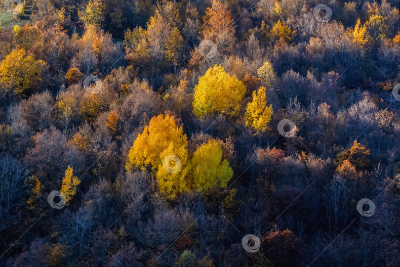 Скачать Лес с деревьями различных оттенков зеленого и желтого фотосток Ozero