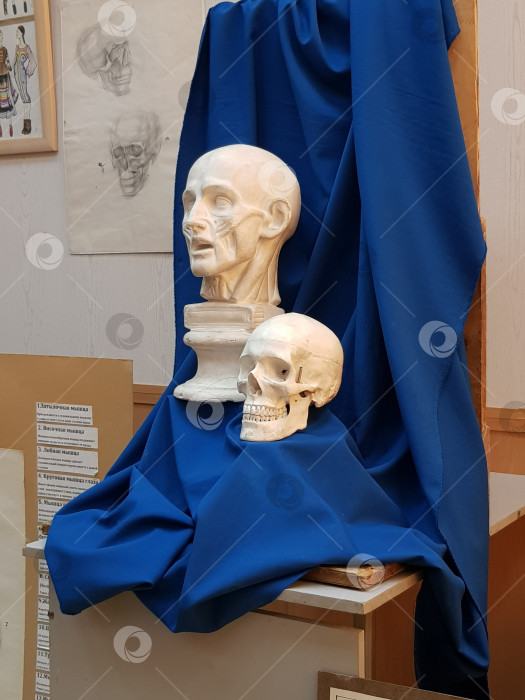 Скачать Анатомическая композиция: экорше и череп в академической постановке фотосток Ozero