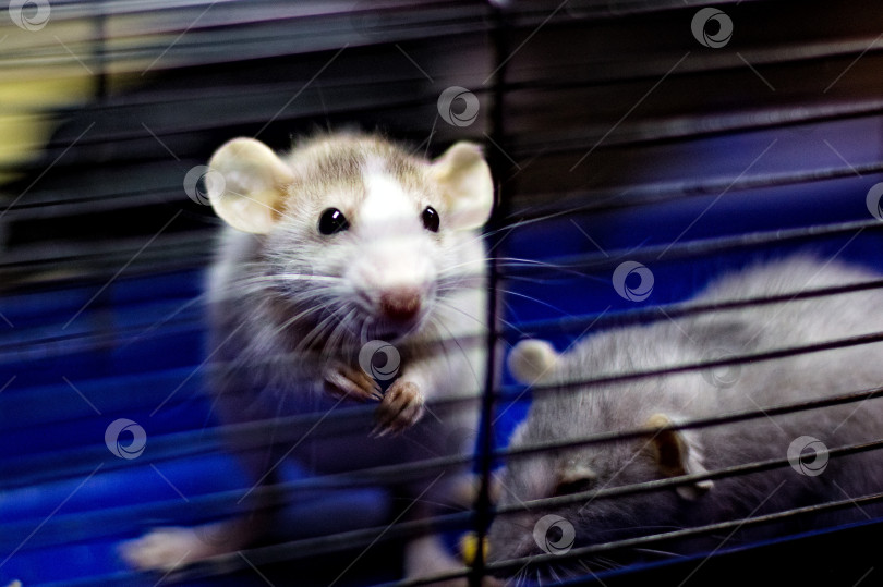 Скачать домашняя крыса фотосток Ozero