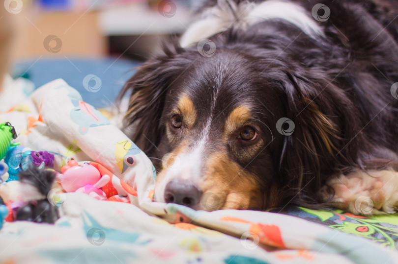 Скачать собака порода Аусси фотосток Ozero