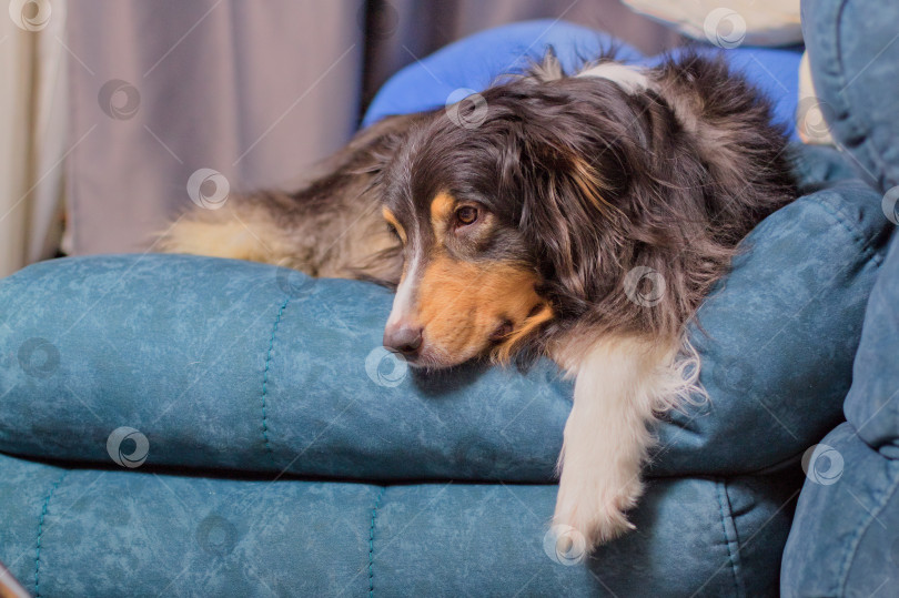 Скачать собака порода Аусси фотосток Ozero