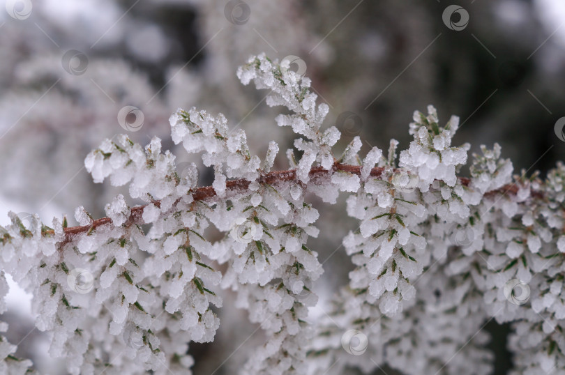 Скачать Иней на иголках можжевельника фотосток Ozero
