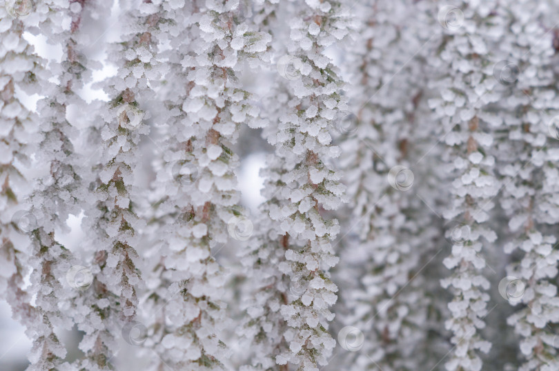 Скачать Ветви можжевельника покрыты инеем фотосток Ozero