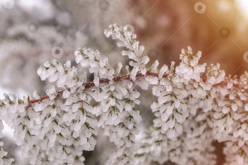 Скачать Ветка с иголками можжевельника покрыта инеем фотосток Ozero