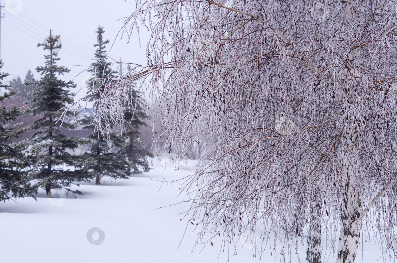 Скачать Березы и ели покрыты снегом фотосток Ozero