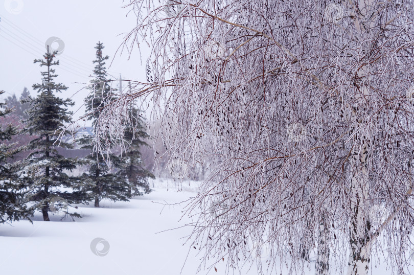 Скачать Снежные березы и ели фотосток Ozero