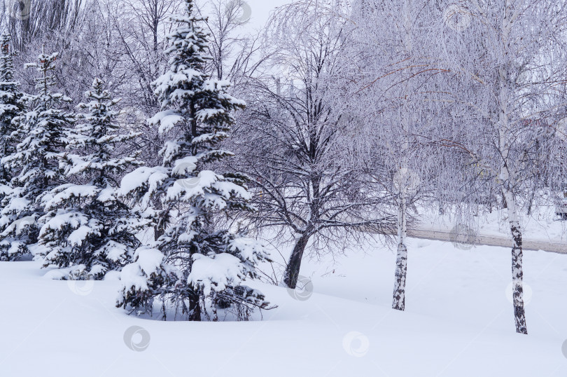 Скачать Заснеженные березы, ели и другие деревья фотосток Ozero