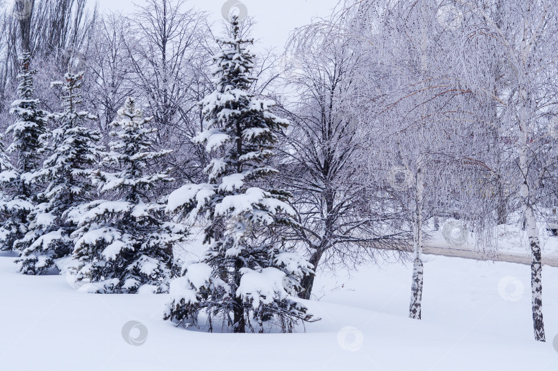 Скачать Березы, ели и другие деревья покрыты снегом фотосток Ozero