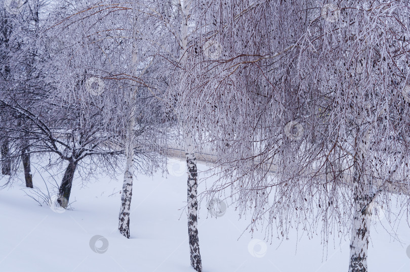 Скачать Березы и другие деревья покрыты инеем фотосток Ozero