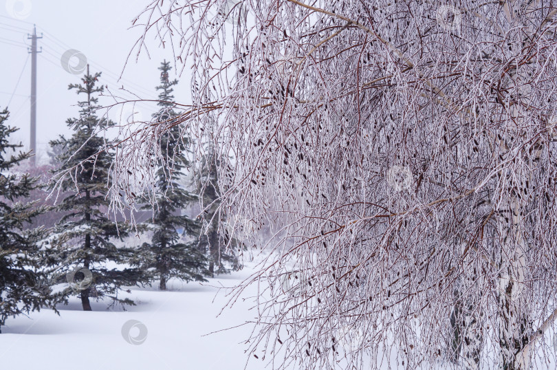 Скачать Березы и ели покрыты инеем фотосток Ozero