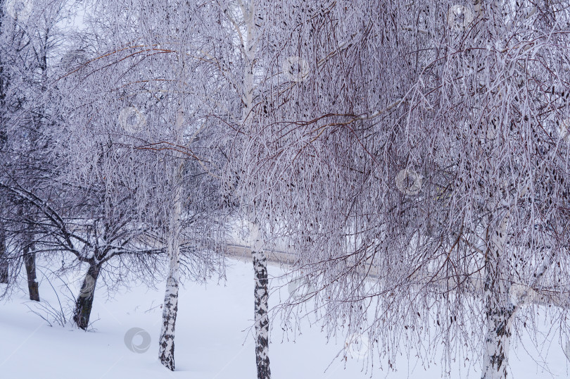 Скачать Березы и другие деревья покрыты снегом фотосток Ozero