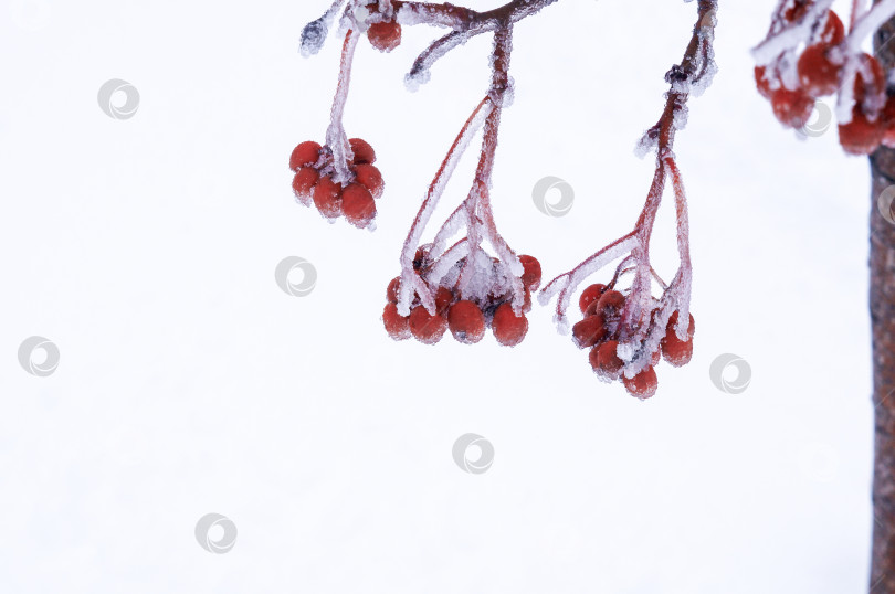 Скачать Красная рябина покрыта инеем фотосток Ozero