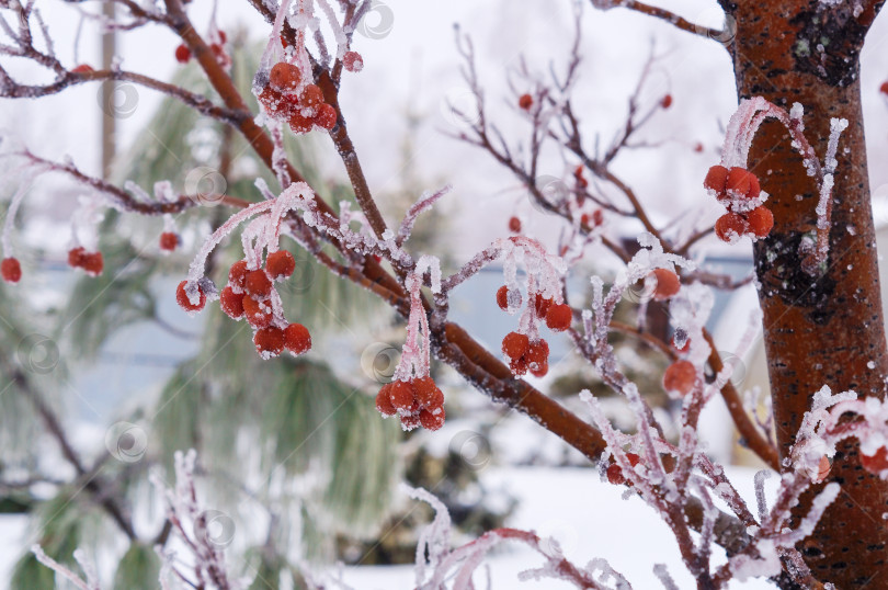 Скачать Красная рябина покрыта инеем фотосток Ozero