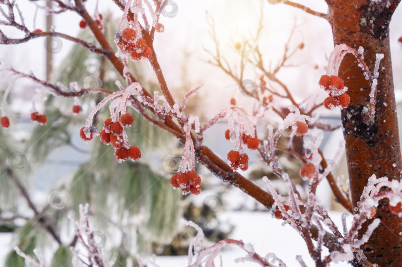 Скачать Красная рябина в инее фотосток Ozero