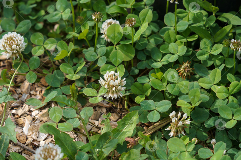 Скачать Клевер луговой с белыми цветами фотосток Ozero