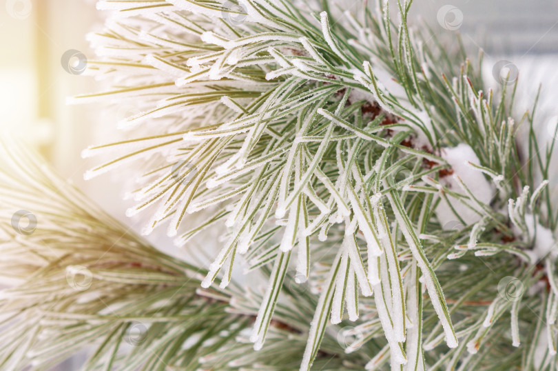 Скачать Ветка сосны с зелеными иголками покрыта инеем фотосток Ozero