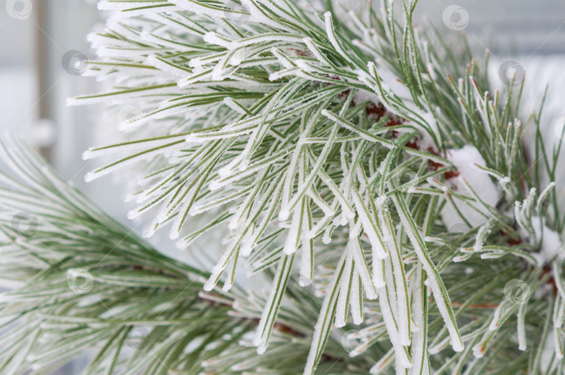 Скачать Зеленые иголки сосны покрыты инеем фотосток Ozero