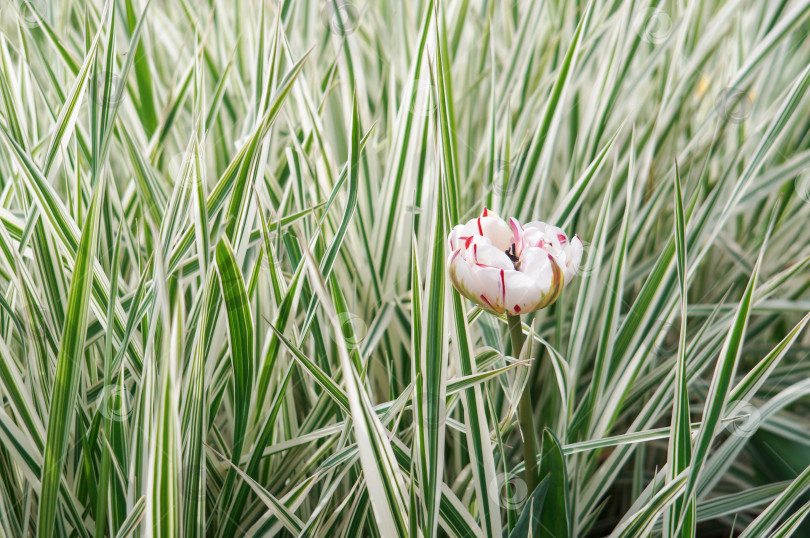 Скачать Одиночный тюльпан расцвел в высокой траве Фаляриса тростниковидого фотосток Ozero