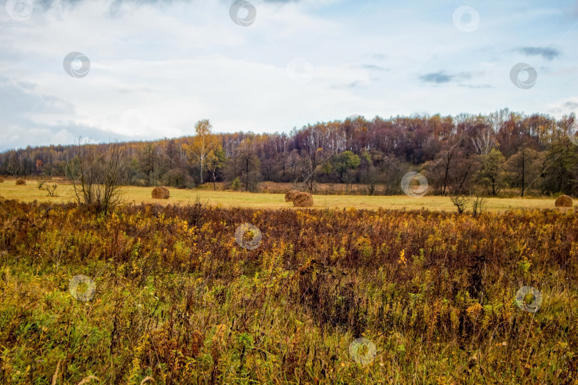 Скачать Яркий березовый лес поздней осенью в пасмурную погоду фотосток Ozero