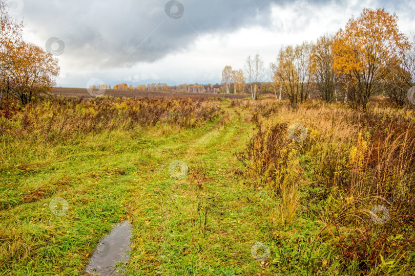 Скачать грунтовая дорога через лес после сильного дождя фотосток Ozero