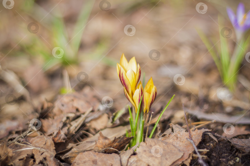 Скачать группа первых весенних цветов в лесу, широко раскрытые цветочные бусины на коричневой земле без травы, шафрановые крокусы, растущие на земле ранним весенним солнечным днем фотосток Ozero
