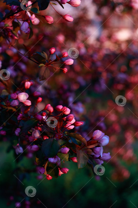 Скачать Весеннее цветение фотосток Ozero