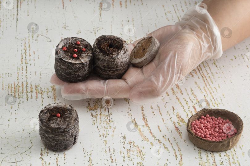 Скачать Женщина держит в руке торфяные таблетки, которые находятся на разных стадиях обработки: сухие, размоченные в воде и пропитанные водой с семенами цветов или овощей фотосток Ozero