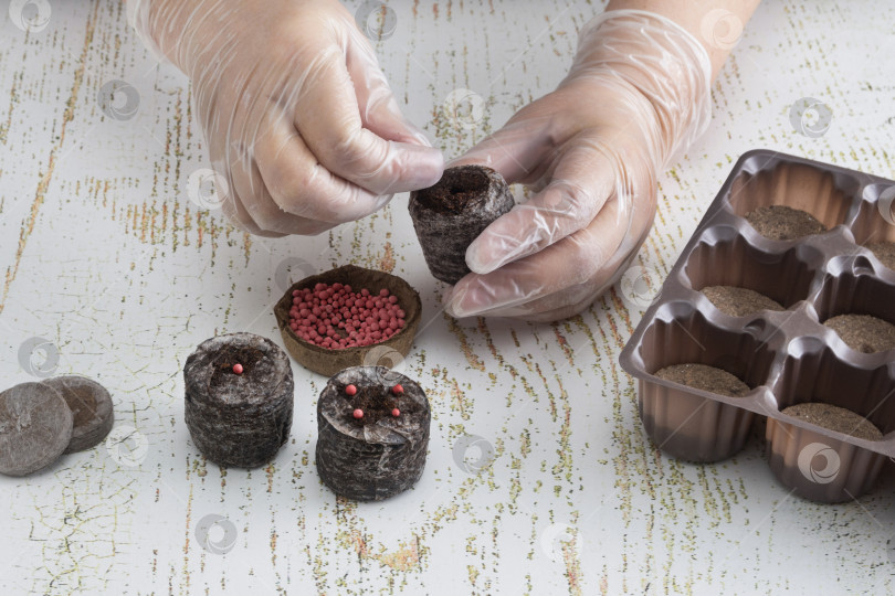 Скачать Женщина в перчатках сажает семена моркови в размоченный торфяной брикет, чтобы вырастить рассаду. Посадка семян овощей и цветов фотосток Ozero