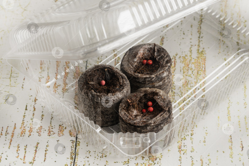 Скачать Три торфяные гранулы с семенами, смоченные в воде, помещают в пластиковый контейнер, который служит небольшой теплицей. Макрос фотосток Ozero