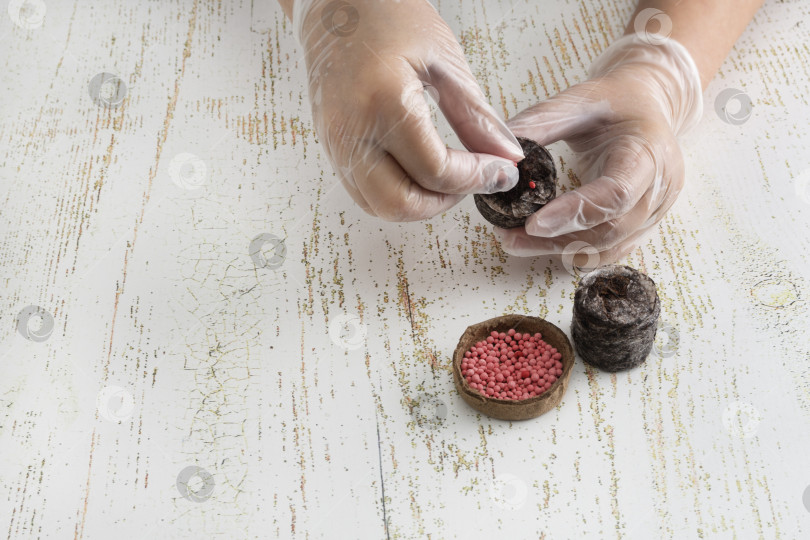 Скачать Женщина в перчатках сажает семена моркови в размоченный торфяной брикет, чтобы вырастить рассаду. Посадка семян овощей и цветов фотосток Ozero