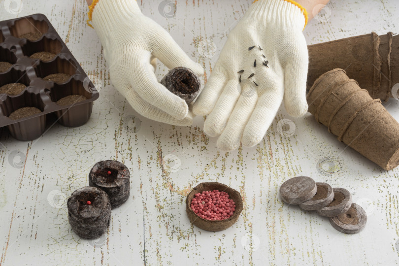 Скачать Садовод сажает семена различных овощей и цветов в торфяные гранулы для выращивания рассады фотосток Ozero