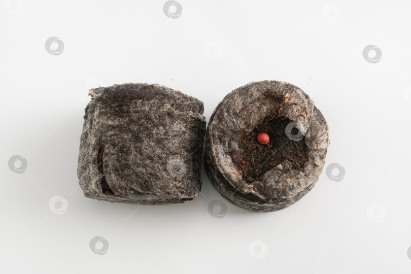Скачать Торфяные таблетки с семенами, замоченными в воде, на белом фоне. Изолированный. Макрос фотосток Ozero