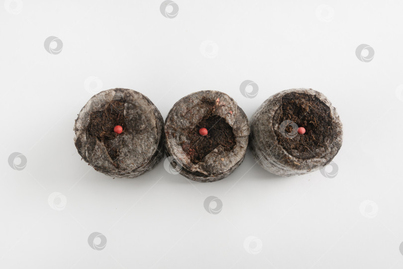 Скачать Торфяные таблетки с семенами, замоченными в воде, на белом фоне. Изолированный. Макрос фотосток Ozero