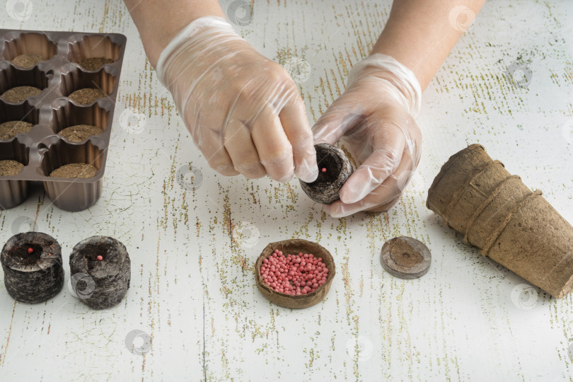 Скачать Руки женщины в перчатках высаживают семена различных овощей в размоченную торфяную таблетку для выращивания рассады фотосток Ozero