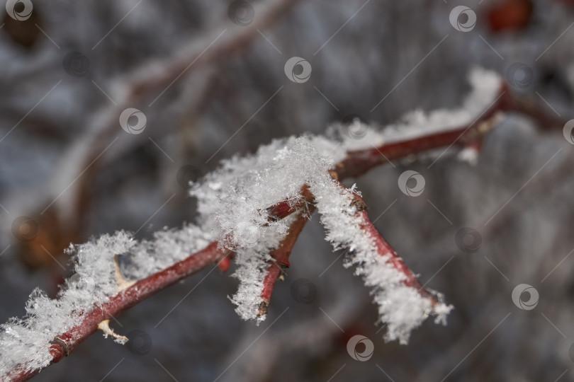 Скачать Иней на сухом растении крупным планом. фотосток Ozero