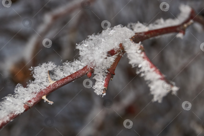 Скачать Иней на сухом растении крупным планом. фотосток Ozero