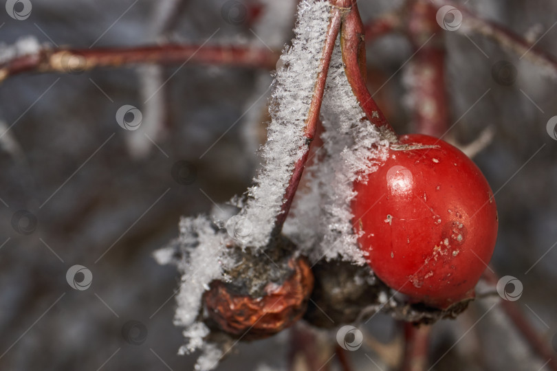 Скачать Иней на сухом растении крупным планом. фотосток Ozero