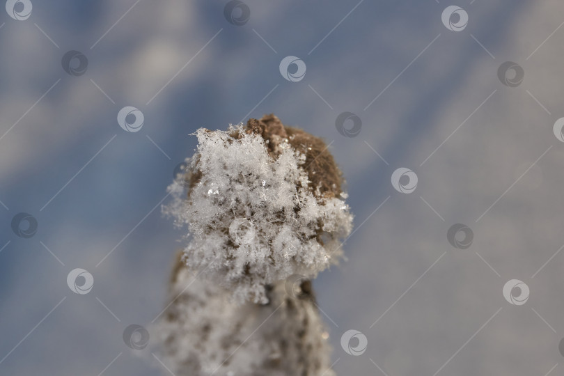 Скачать Иней на сухом растении крупным планом. фотосток Ozero