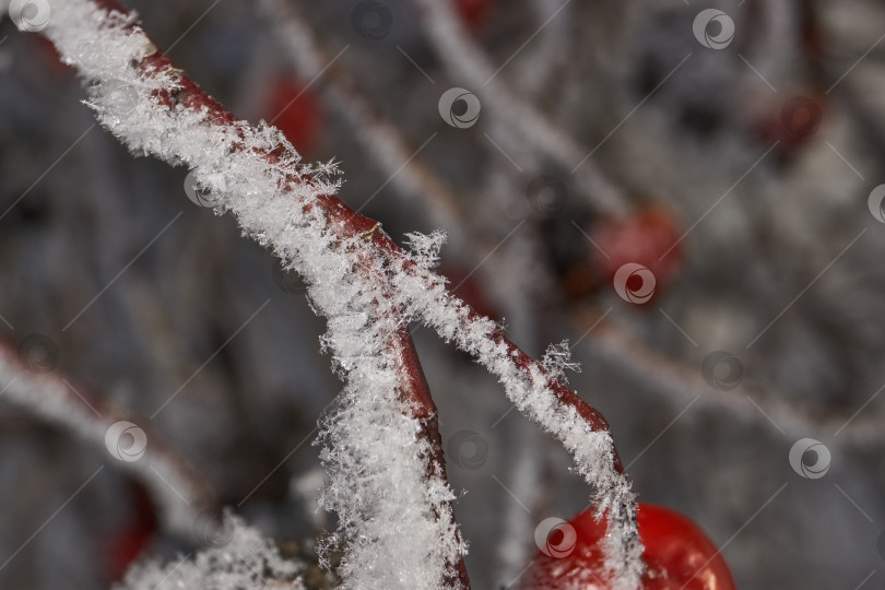 Скачать Иней на сухом растении крупным планом. фотосток Ozero