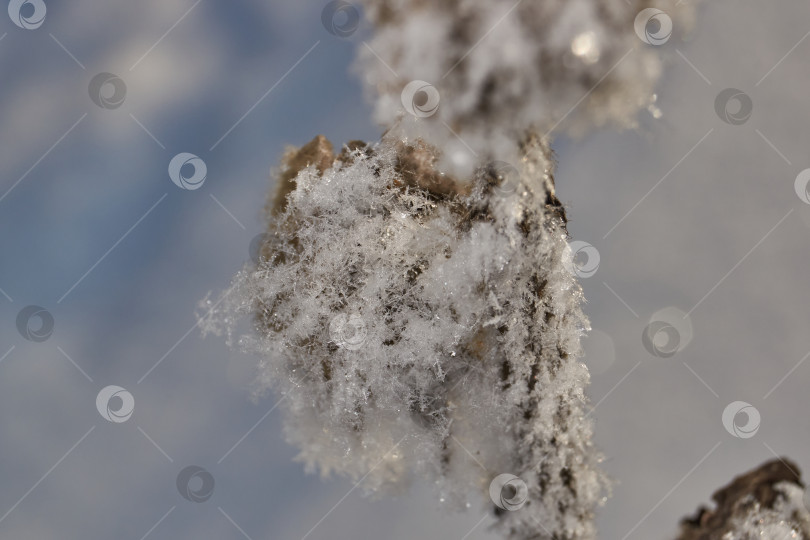 Скачать Иней на сухом растении крупным планом. фотосток Ozero