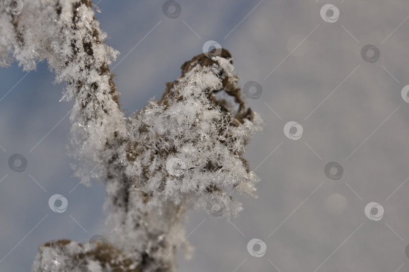 Скачать Иней на сухом растении крупным планом. фотосток Ozero